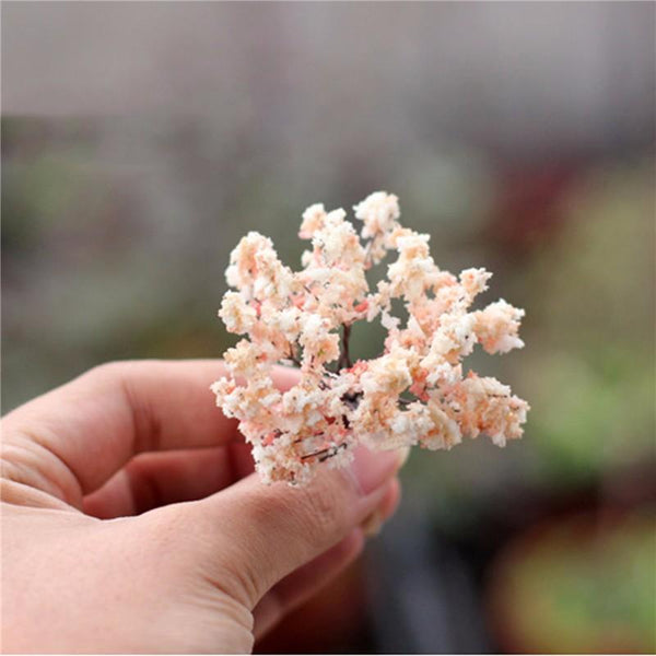 Miniature Home Garden Decoration Bonsai Plants