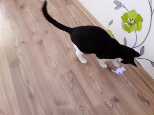 Interactive LED Laser Pointer Pen With Bright Animation