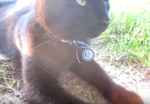 Mini HD Cat Collar Camera