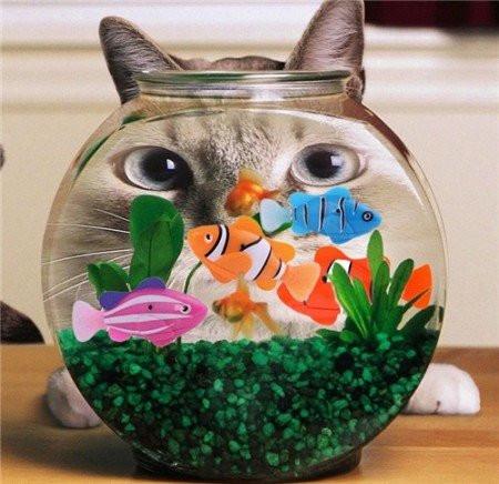For Your Kitty