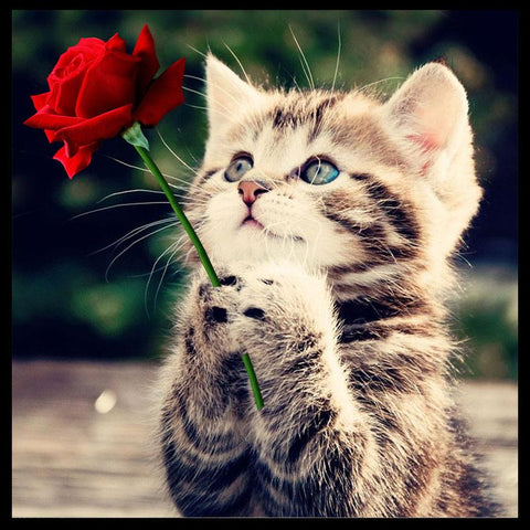 DIY Diamond Painting Flower Cat Mosiac Photo Canvas
