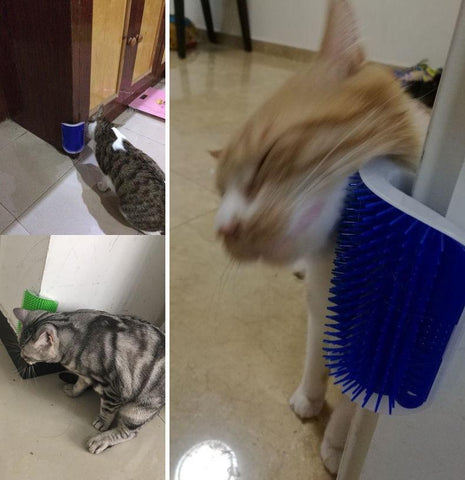Cat Self Grooming Wall Massage Brush With Catnip